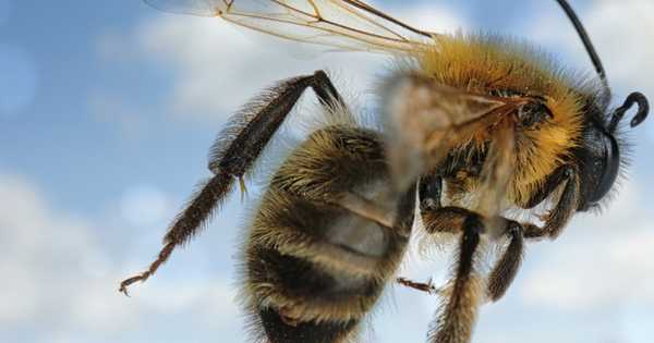 5 най-добри препарати за пчелно млечице