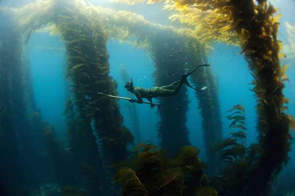 Рейтинг кращих гарпунів і рушниць для підводного полювання на 2020 рік
