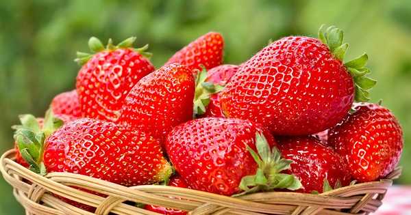10 varietas strawberry terbaik untuk Ural