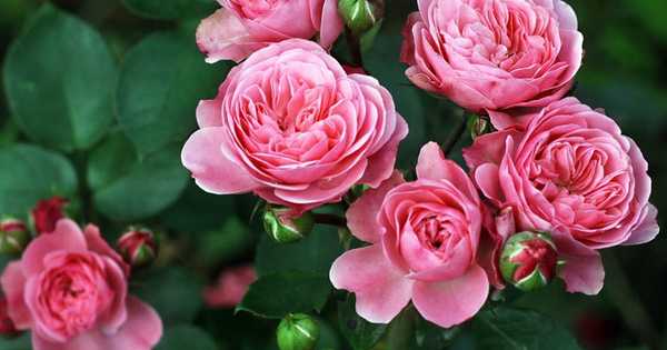 10 najboljših sort vrtnic floribunda