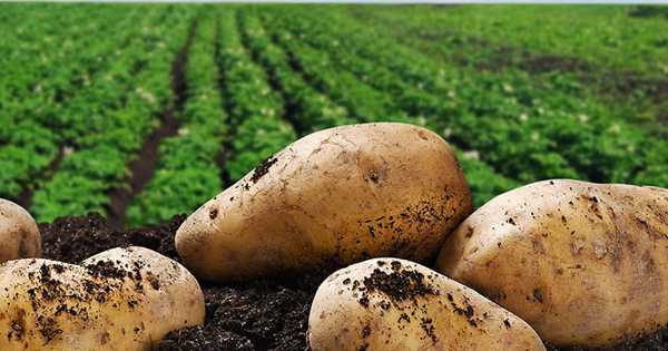 12 кращих сортів картоплі для середньої смуги