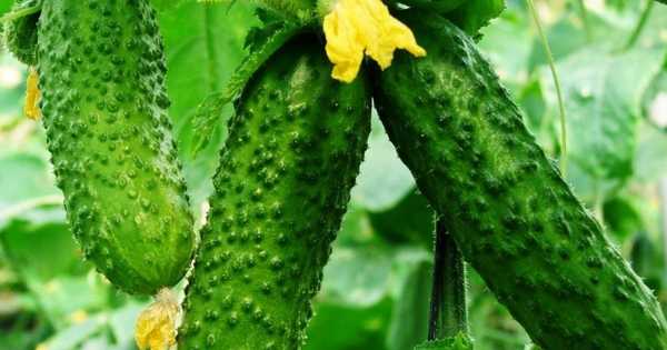 12 кращих сортів огірків для засолювання