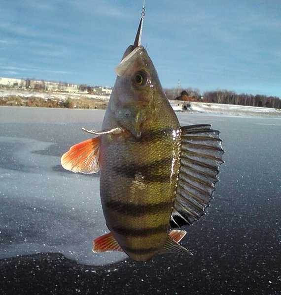 14 penyeimbang memancing musim dingin terbaik