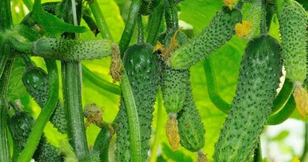 15 legjobb uborkafajta az üvegházhoz