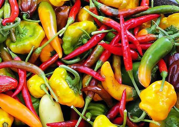 15 najboljih sorti paprike za staklenike
