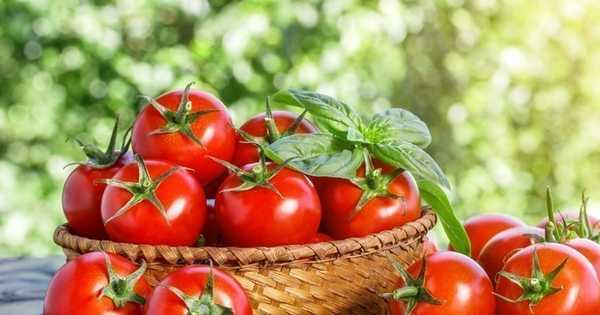 15 varietas tomat terbaik untuk rumah kaca