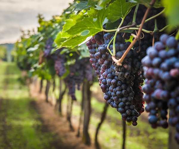 15 най-добри сортове грозде