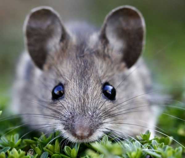15 najlepších liekov pre myši