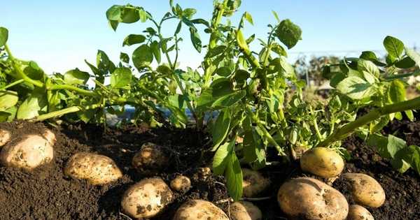 15 najlepších zemiakových hnojív