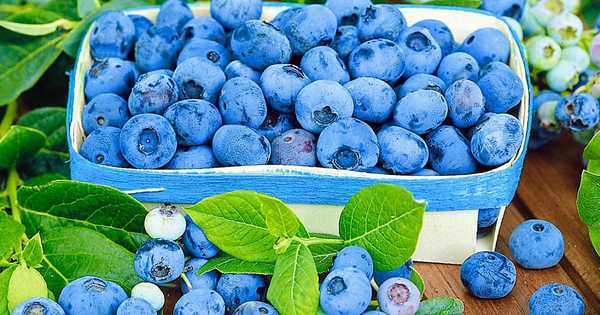 18 varietas blueberry terbaik
