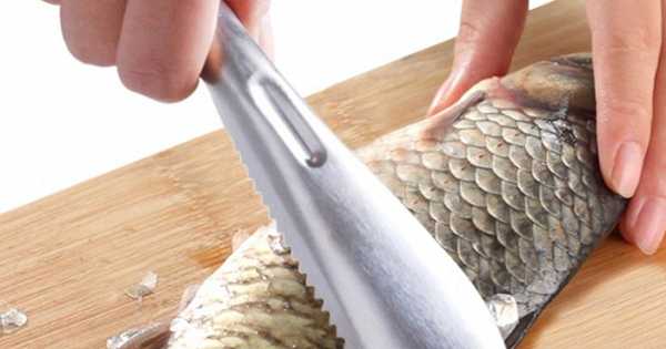 6 najlepších rybích meračov