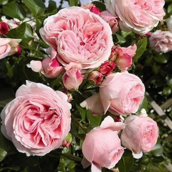 6 најбољих сорти ружа за пењање