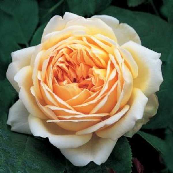 6 най-добри рози Остин