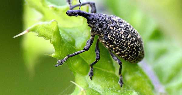 6 solusi terbaik untuk kumbang