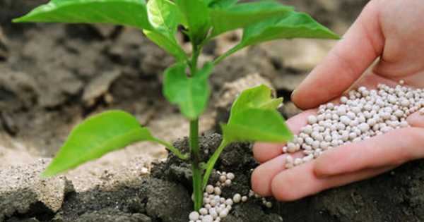 7 nejlepších dusíkatých hnojiv