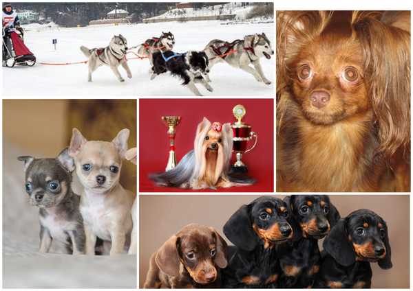 Къде живеят четириноги приятели най-добрите кучешки развъдници на Омск през 2020 г.