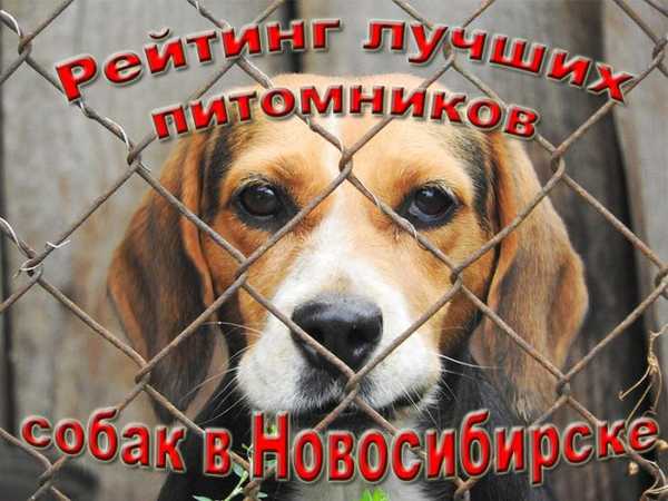 Hodnotenie najlepších psíkov v Novosibirsku do roku 2020