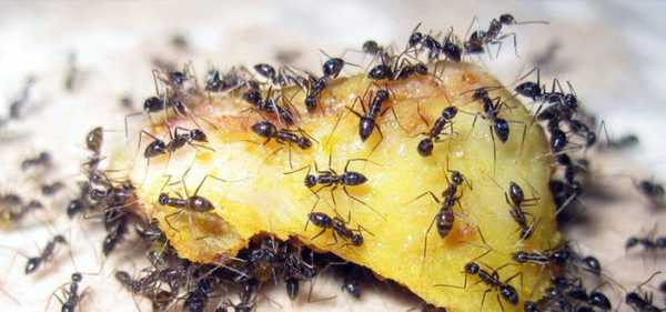Hodnotenie najlepších prostriedkov na nápravu mravcov v roku 2020