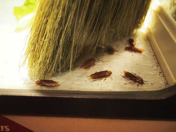Hodnocení nejlepších opravných prostředků pro šváby v roce 2020