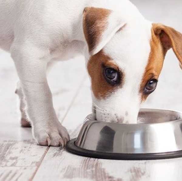 10 кращих кормів для собак дрібних порід