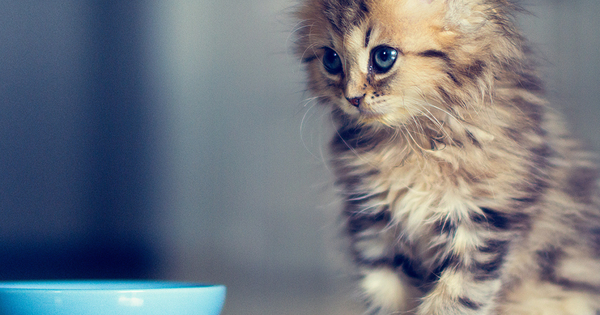 11 най-добри храни за коте