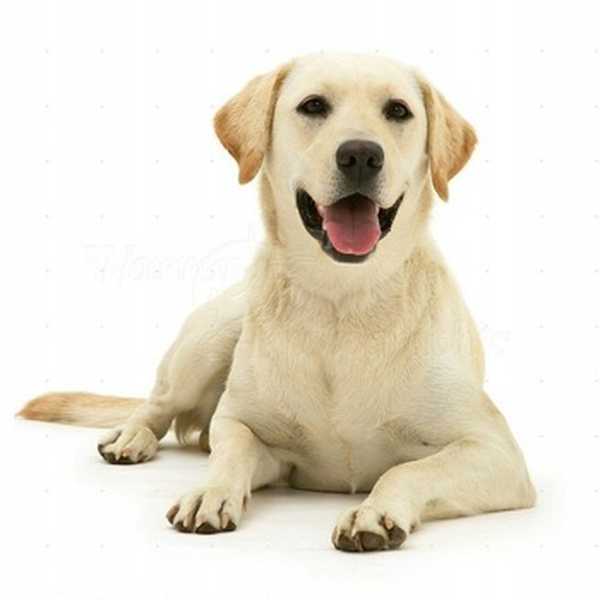 11 най-интелигентни породи кучета