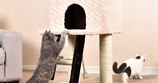 12 кращих будиночків для кішок
