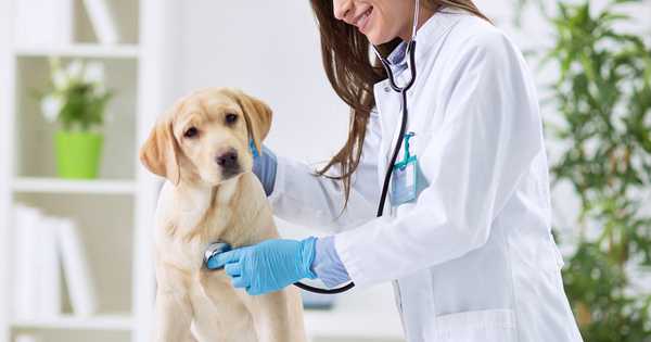 14 nejlepších veterinárních klinik v Moskvě