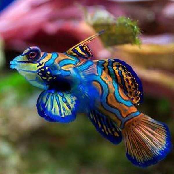 15 najlepších akvarijných rýb
