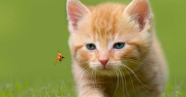15 най-интелигентни породи котки