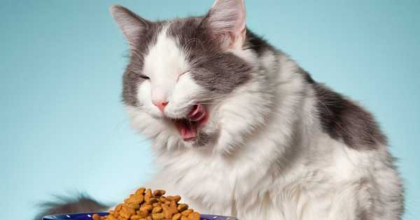 19 makanan kucing premium terbaik