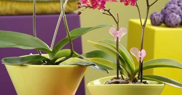 6 самих незвичайних і красивих горщиків для орхідей