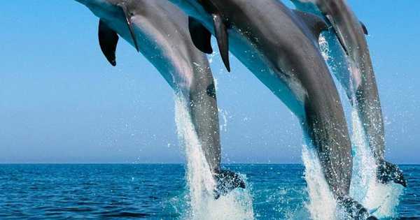 9 най-добри делфинариума на Крим