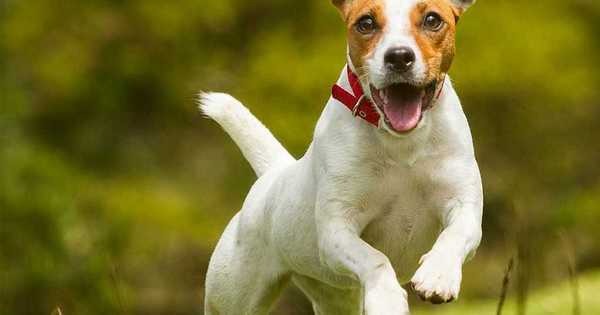 9 кращих крапель від бліх для собак