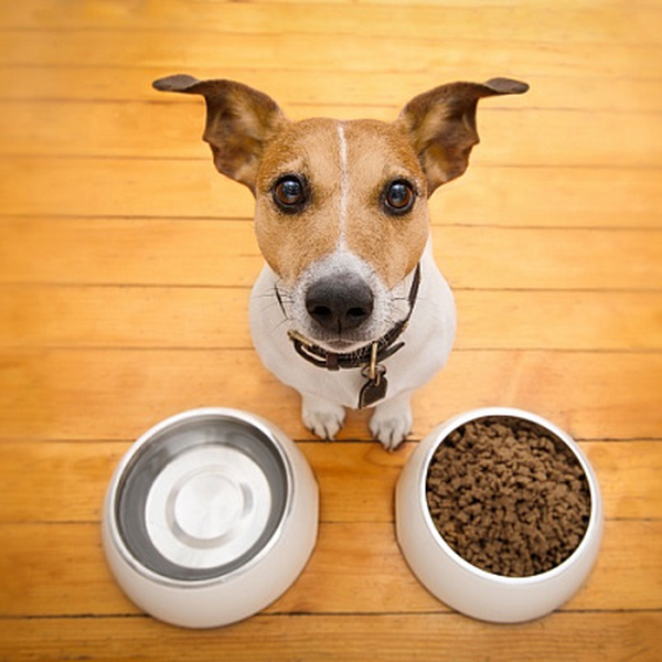 9 кращих кормів для собак класу холістік