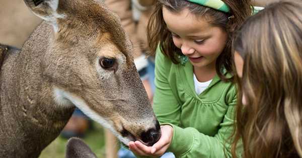 11 кращих контактних зоопарків Москви