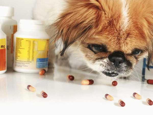 Рейтинг кращих вітамінів для собак різних порід в 2020 році