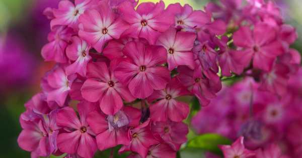 15 varietas phlox terbaik