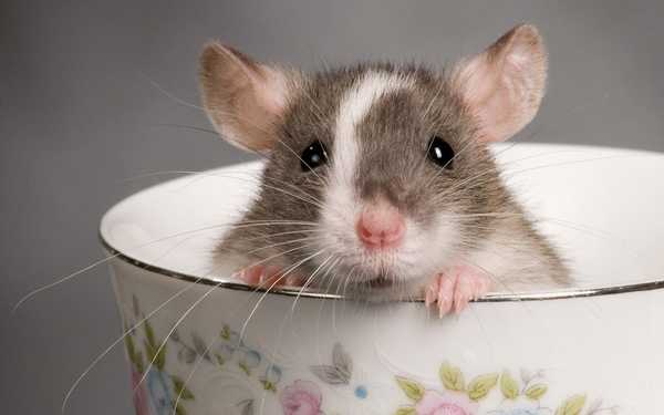 Hodnocení nejlepšího krmiva pro dekorativní krysy v roce 2020