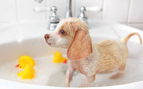 Hodnotenie najlepších šampónov pre psov v roku 2020