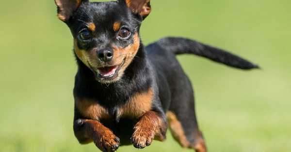 10 ras najmniejszych psów