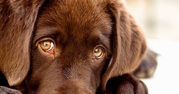 6 najlepszych schronisk dla psów w Moskwie