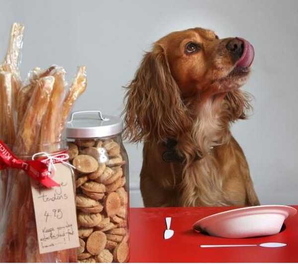 7 najlepszych smakołyków dla psów