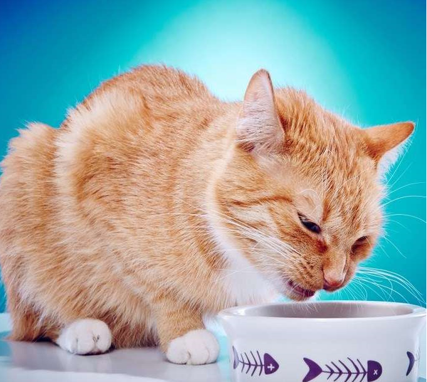 8 makanan kucing kelas holistik terbaik