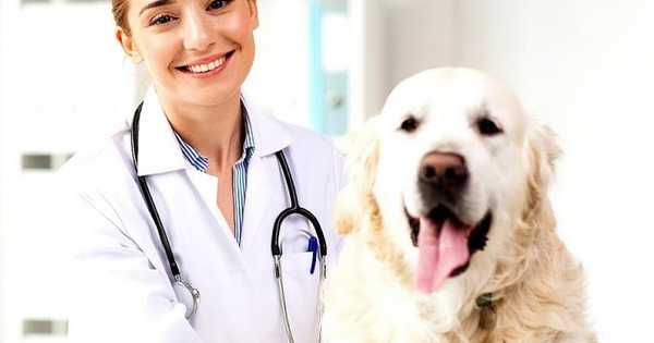 6 nejlepších veterinárních klinik v Rostově na Donu