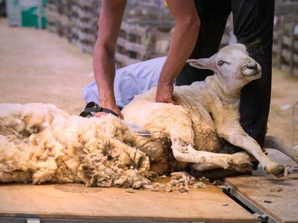 Най-добрите машини за подстригване на овце през 2020 г.