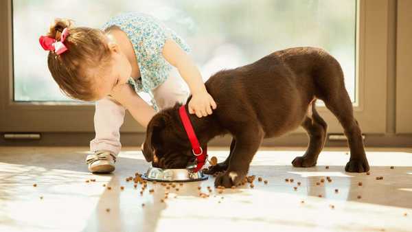 Ocena najlepszej karmy dla psów małych ras pod względem składu i jakości